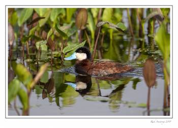 Ruddy duck 1.jpg
